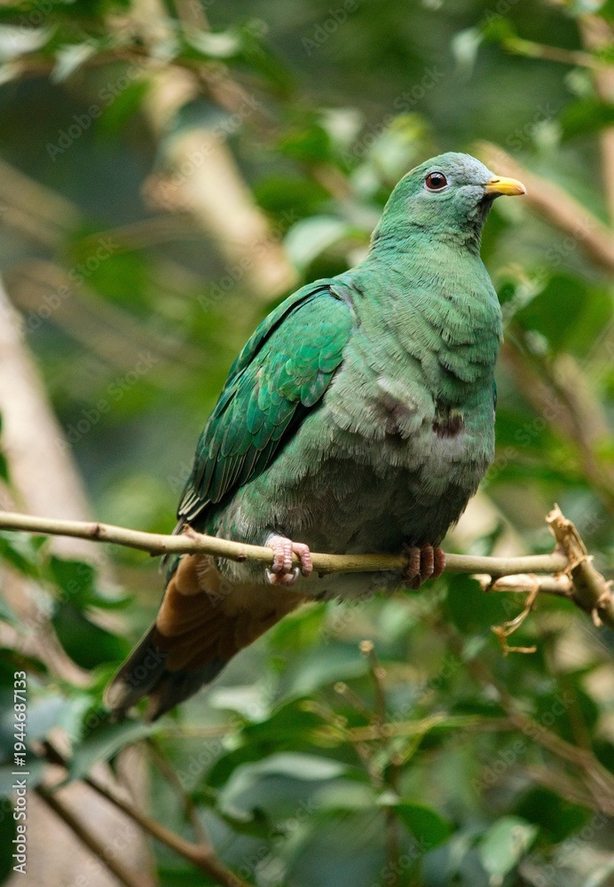Obraz premium pigeon sitting on a branch
