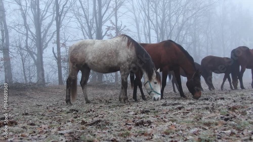 Group of white and brown horse eating on pasture with hoarfrost and fog. Agriculture animal background
