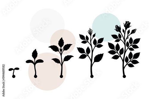Vector set of blooming rose bush stages from seedling to flowering buds. Elegant floral development icons for wedding decor and garden enthusiasts vector illustration design.