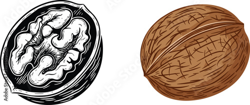 Walnut vector illustration featuring a detailed black and white engraving of a cracked nut and a realistic brown whole shell.