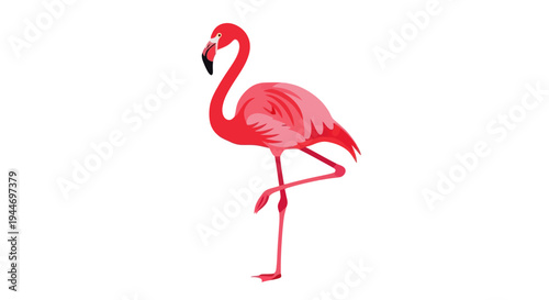 Vibrant Pink Flamingo Standing on One Leg Isolated on White Background