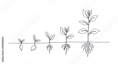 Seedling Growth Stages Illustration Simple Line Drawing.