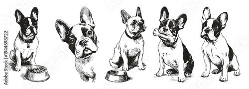 French Bulldog puppy portrait cute companion set. Dogs shown with bowl, bone and attentive poses. Illustrations for veterinary advertising. Clean pencil drawn sketch style.