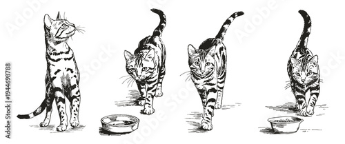 Domestic tabby cat walking forward vintage pose. Illustrations for pet products and print. Ink crayon drawn style sketch shows friendly feline with stripes.