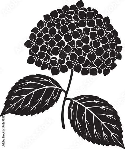 Black and white hydrangea flower with leaves