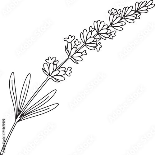 Black and white line of two different plants with leaves