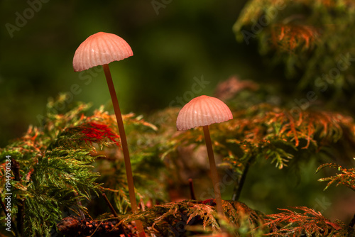 detailed macro of two delicate mycena rosella mushrooms with translucent pink caps growing in lush green moss on a dark forest floor