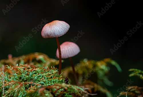 detailed macro of two delicate mycena rosella mushrooms with translucent pink caps growing in lush green moss on a dark forest floor