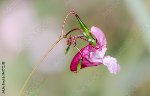 close up profile of pink himalayan balsam impatiens glandulifera flower blossom