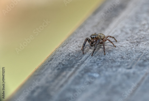 macro close up of a jumping spider on textured surface for nature concepts