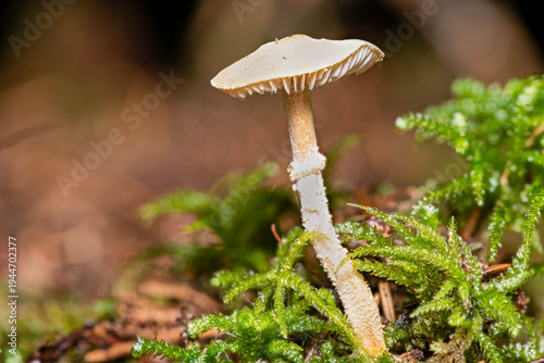 Scaly wood mushroom Leratiomyces squamosus with a delicate stem and gills growing in green moss