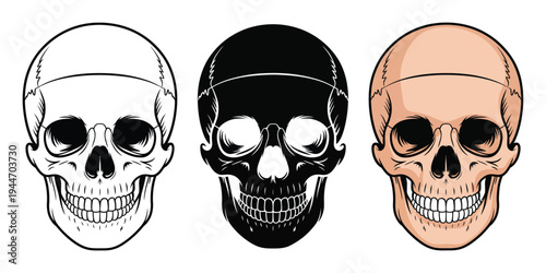 Three skulls in line art, silhouette, and realistic style with white background for graphic design elements