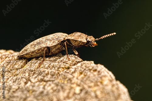 detailed macro portrait of a mouse-grey click beetle agrypnus murinus on a textured surface with dark bokeh background
