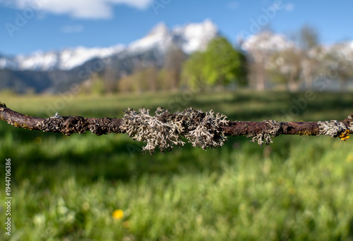Lichen growing on a rusty barbed wire fence with the snow-capped peaks of the steinernes meer mountains and a green spring meadow in the background, saalfelden, austria