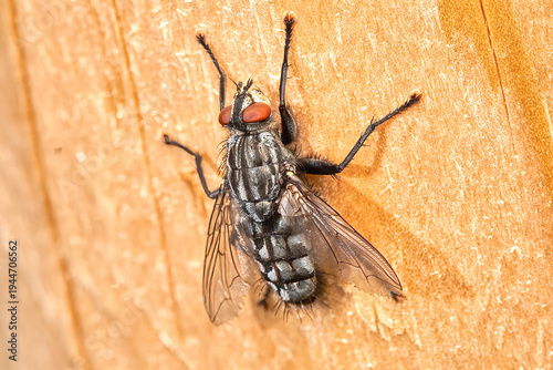 Detailed macro close-up of a flesh fly resting on a textured wooden surface.
