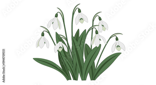 Group of delicate white snowdrop flowers with green stems and leaves grows together on a white background.