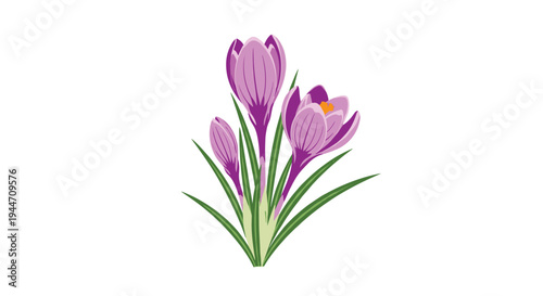 Cluster of purple crocus flowers with long green leaves is beautifully arranged on a clean white background.