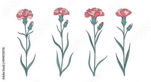 Set of four stems of pink carnation flowers with green leaves and buds, shown in a delicate hand-drawn style on a plain white background.
