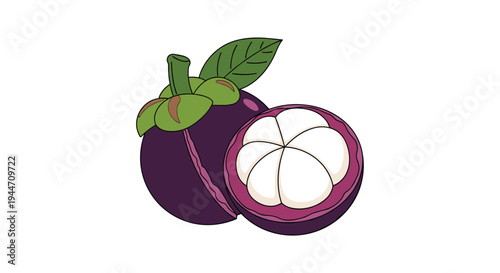 Illustration of a whole dark purple mangosteen fruit and a halved one showing its soft white flesh and green sepals with leaves.