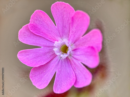 macro of pink silene dioica flower on soft beige background for natural design
