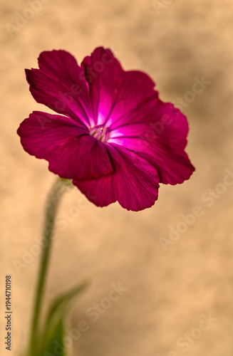 vibrant pink lychnis coronaria flower macro on warm background for botanical design concept