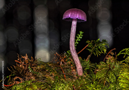 amethyst deceiver mushroom laccaria amethystina growing in green moss with black background macro