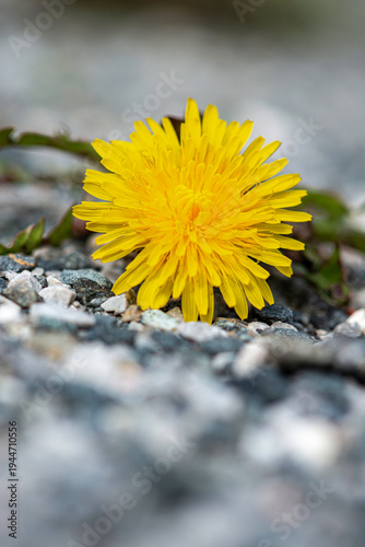 yellow dandelion flower growing through grey gravel showing resilience and strength