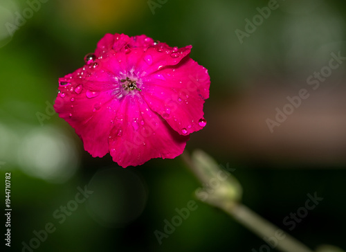 macro of vibrant pink lychnis coronaria flower with water drops expressing natural purity
