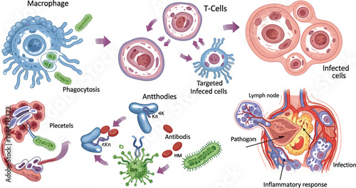 Immune System Process Diagram with Macrophages, T-Cells, Antibodies, and Inflammatory Response for Educational Purposes.