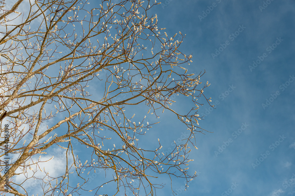 Obraz premium pussy willow branch with soft catkins against a bright blue spring sky with wispy clouds and natural sunlight.