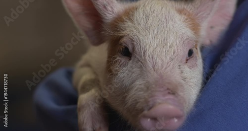 Cute piglet portrait pig farm animal face eyes close up