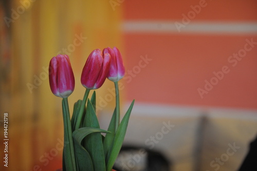 Tulipany na każdą okazję są dobre tulipany przy drodze  © Marek