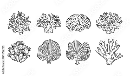 Coral reef line icon set with branching brain sea fan and staghorn coral marine engraving vector illustration