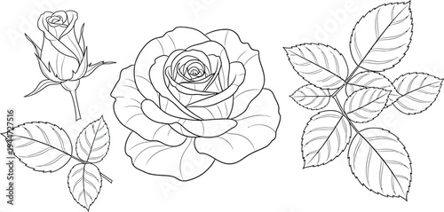 Black and white line art collection featuring a blooming rose flower bud and various detailed rose leaf arrangements
