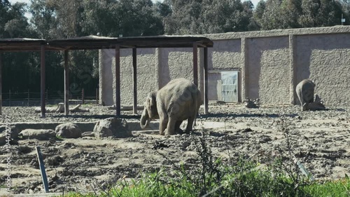 Elephants drinking water in a zoo wildlife habitat while other elephants stand nearby. Natural animal behavior filmed in daylight. Authentic real wildlife footage with natural colors. Not AI generated