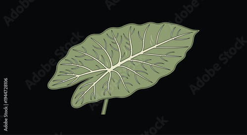 Large green tropical taro leaf with detailed white veins set against a solid black background for a dramatic botanical art piece.
