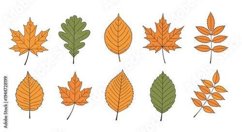Comprehensive collection of ten autumn leaves from different tree species in vibrant fall colors like orange and green.