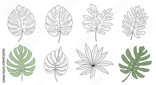 Artistic set of monstera and tropical leaf line drawings including both black and white outlines and colored version elements.