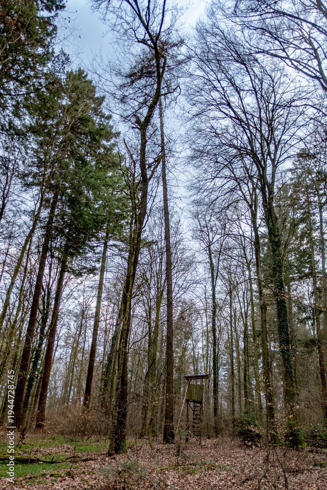 Fototapeta premium Hoch und Jägersitz am Waldrand