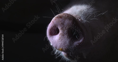 Pig farm animal snout nostrils chewing mouth whiskers close up