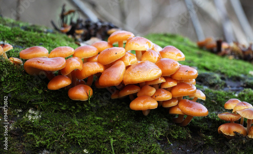 Flammulina velutipes winter mushrooms grow in nature