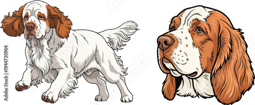 Clumber Spaniel dog headshot portrait running athletic pose set