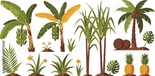 Tropical plants and fruit trees collection with banana tree, coconut palm, pineapple, sugarcane and exotic jungle leaves botanical vector illustration set