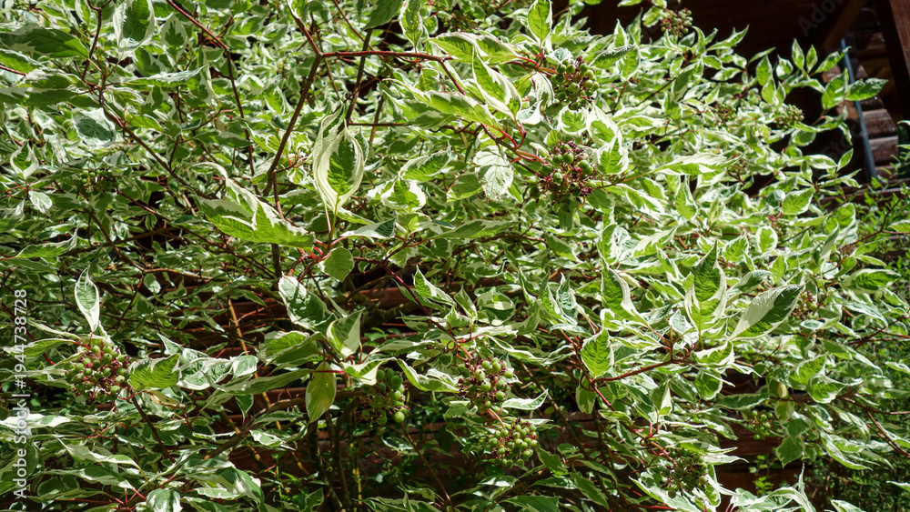 Obraz premium Lush foliage with vibrant green variegated leaves