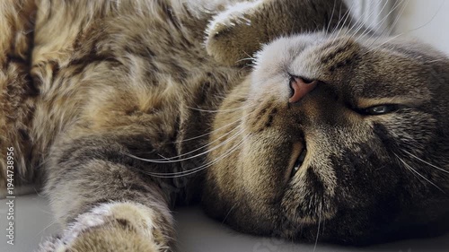 An adult gray cat lies down and sleeps, slow motion