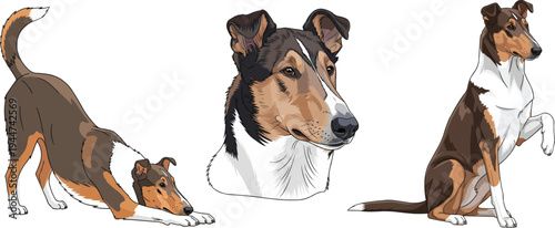 Smooth Collie dog headshot portrait play bow sitting interaction pose set