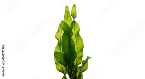Photos Bright green Java fern isolated PNG, aquatic plant for aquarium decoration on tr