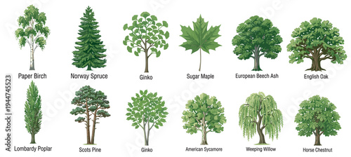 tree species vector collection with oak, maple, birch, pine, spruce, willow and other forest plants botanical illustrations isolated on transparent background