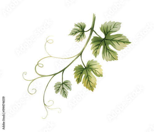 Watercolor grapevine leaves botanical branch illustration.

