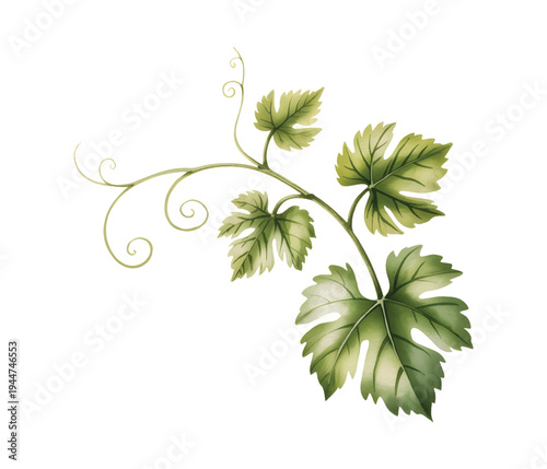 Watercolor grapevine leaves botanical branch illustration.
